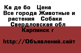 Ка де бо › Цена ­ 25 000 - Все города Животные и растения » Собаки   . Свердловская обл.,Карпинск г.